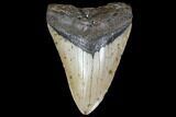 Fossil Megalodon Tooth - North Carolina #119431-1